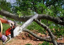 How Our Tree Care Process Works  in  Irwindale, CA